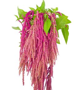 Amar love lies bleeding 80 - AMALOVLIE