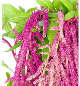 Amar love lies bleeding 80 - AMALOVLIE