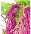 Amar love lies bleeding 80 - AMALOVLIE1