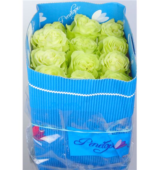 Rosa col wasabi 40 - RCWAS