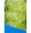 Rosa col wasabi 40 - RCWAS2