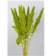 Amaranthus verde recto 70 - AMAVER