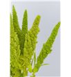 Amaranthus verde recto 70 - AMAVER1
