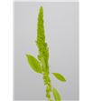 Amaranthus verde recto 70 - AMAVER2