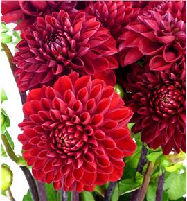 Dahlia viking 50 - DAHVIK
