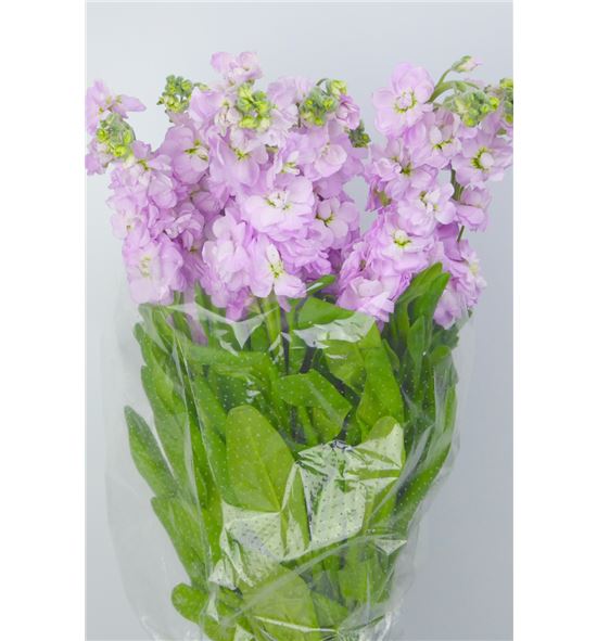 Matthiola iron pink 55 - MATMATPIN