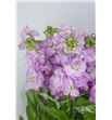 Matthiola iron pink 55 - MATMATPIN1