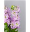 Matthiola iron pink 55 - MATMATPIN2