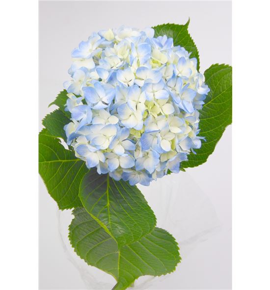 Hydr select blue - HYDSLCBLU