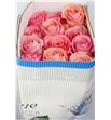 Rosa col saga 50 - RESAG