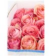 Rosa col saga 50 - RESAG1