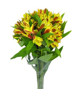 Alstroemeria selec amarilla - ALSEAMA