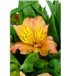 Alstroemeria selec naranja - ALSENAR2