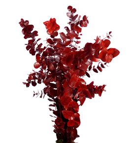 Eucaliptus cinerea rojo - EUCINROJ