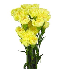 Clavel select amarillo - CLACOLAMA