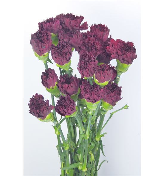 Clavel standar granate - CLACOLGRA