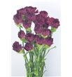 Clavel standar granate - CLACOLGRA