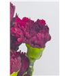 Clavel standar granate - CLACOLGRA2