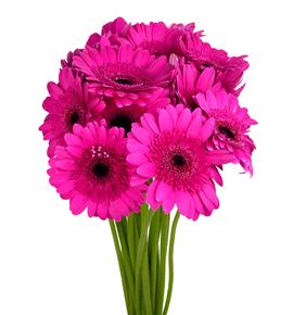 Gerb mini boost 50 - GERMBOO