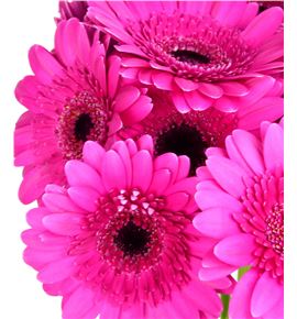 Gerb mini boost 50 - GERMBOO