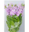 Matthiola iron pink 55 - MATMATPIN