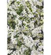 Limonium pina colada 80 - LIMBLADIA1