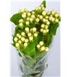 Hypericum magical ivory 60 - HYPMAGIVO