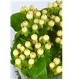 Hypericum magical ivory 60 - HYPMAGIVO1