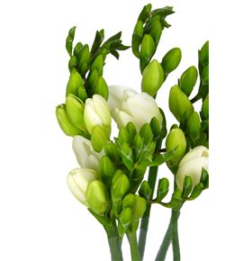 Fresia ambiance blanco 54 - FREAMBBLA
