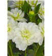 Dahlia white nettie 50 - DAHWHIONE2