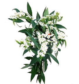 Euph quicksilver 75 - EUPQUI