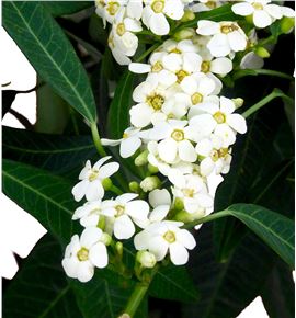 Euph quicksilver 75 - EUPQUI