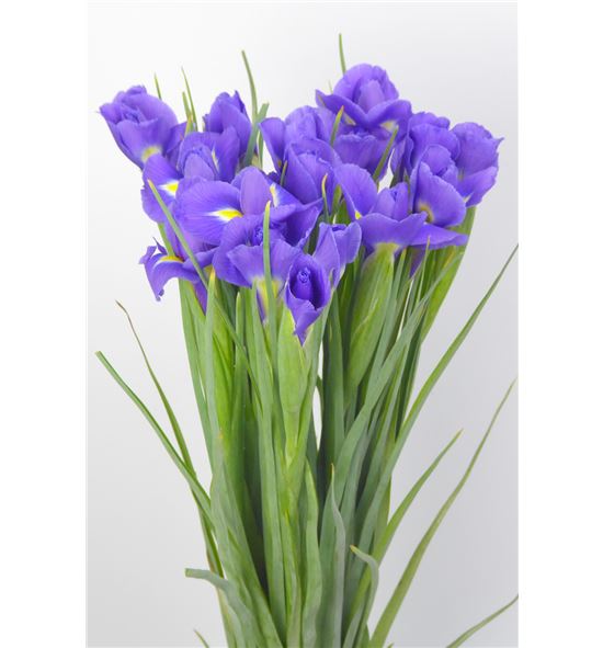 Iris blue magic 52 - IRIBLUMAG