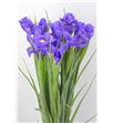 Iris blue magic 52 - IRIBLUMAG