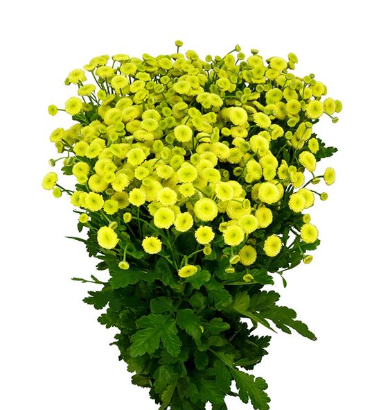 Tanacetum yellow vegmo 60 - TANYELVEG
