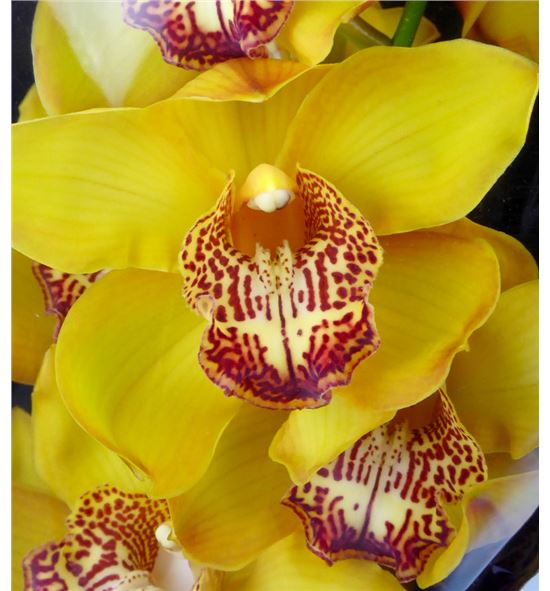 Cymbidium esther x6 - CYMBEST
