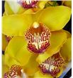Cymbidium esther x6 - CYMBEST
