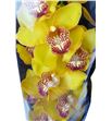 Cymbidium esther x6 - CYMBEST1