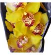Cymbidium esther x6 - CYMBEST2