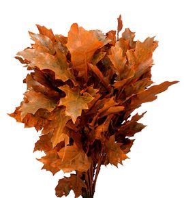 Quercus orange - QUEORA