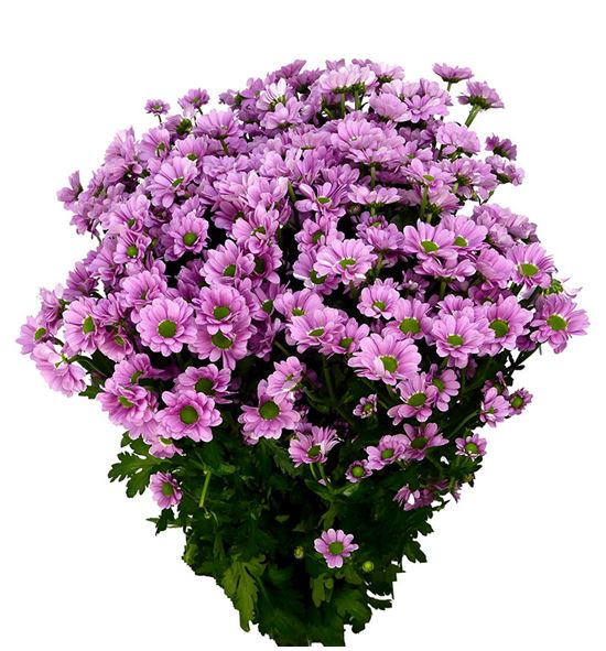 Cr santini krissi 55 - CRSKRI