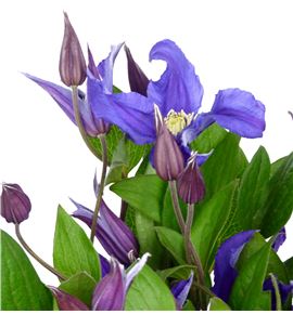 Clematis blue priouette 60 - CLEBLUPRI