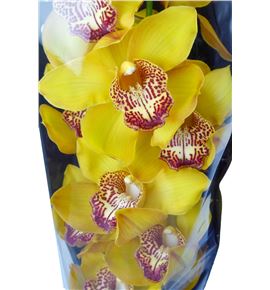 Cymbidium esther x6 - CYMBEST