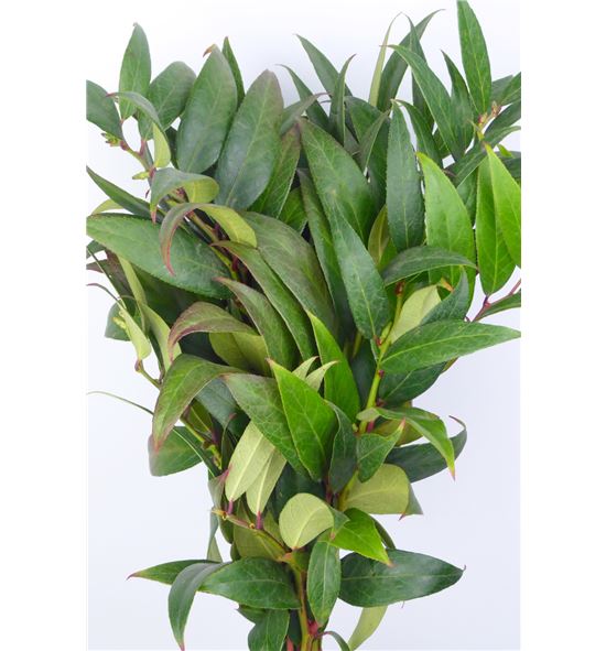 Leucothoe rainbow 60 - LEURAI