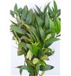 Leucothoe rainbow 60 - LEURAI