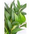 Leucothoe rainbow 60 - LEURAI1