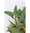 Leucothoe rainbow 60 - LEURAI2