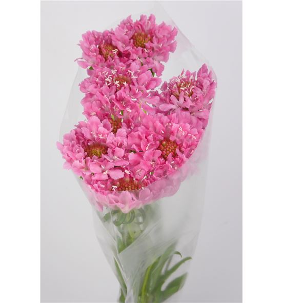 Scabiosa candy scoop 60 - SCACANSCO