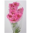 Scabiosa candy scoop 60 - SCACANSCO