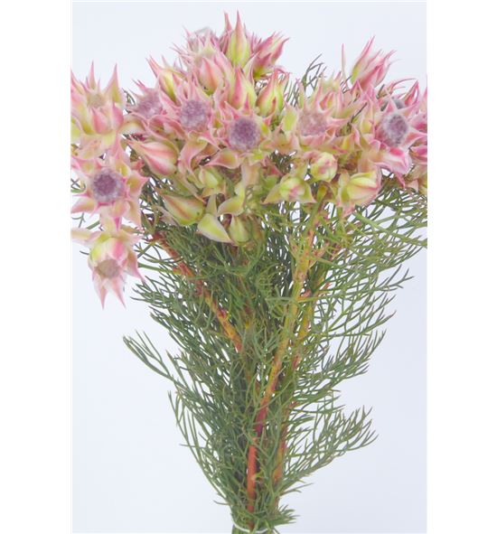 Serruria blushing bride 35 - SERFLO